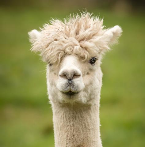 alpaca