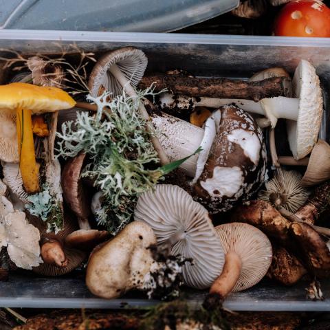Photo of a container filled with various mushrooms.