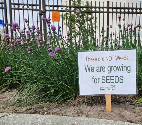 Chives and seed saving sign