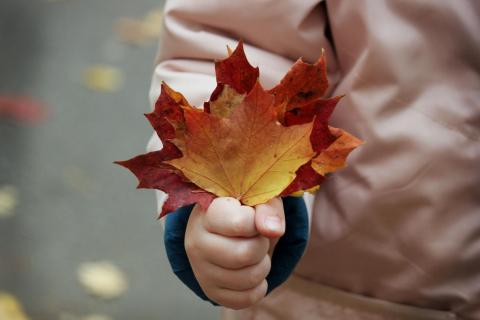 Close Up of Child Holding Fall Leaves