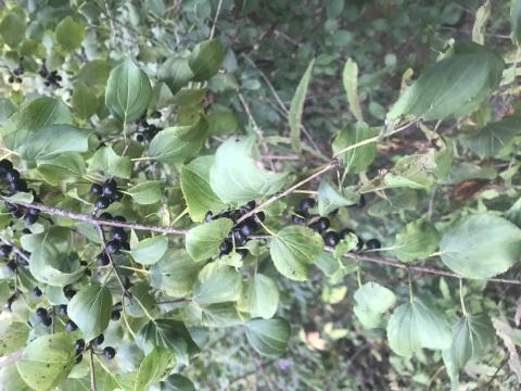 Invasive Buckthorn bush and berries