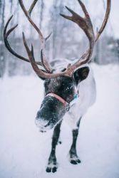 Reindeer in snow