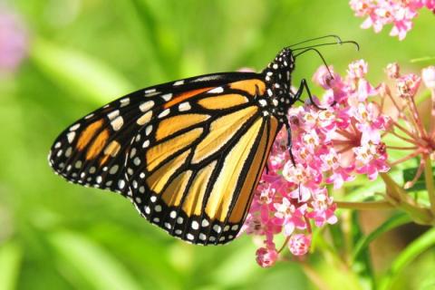 monarch butterfly on flower