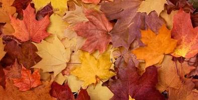 A pile of colorful fall leaves