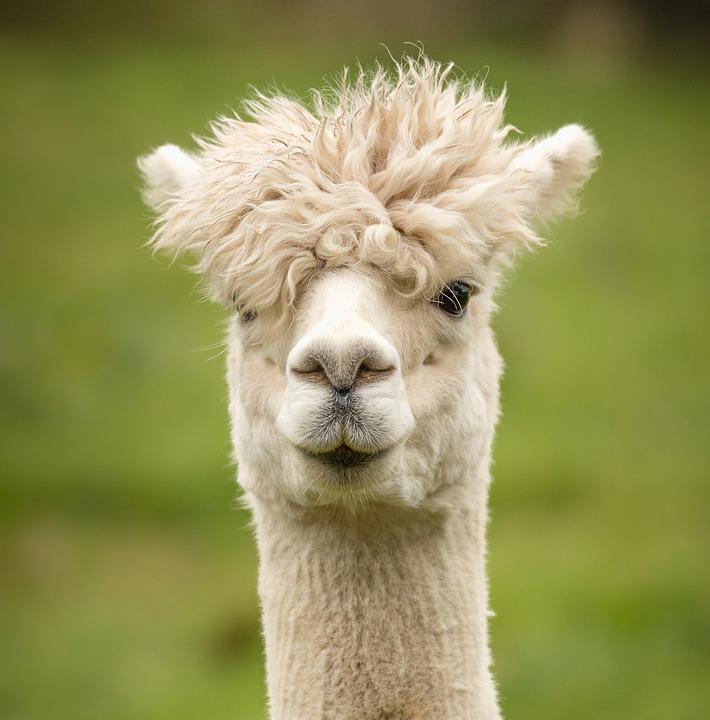 alpaca