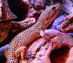 Leopard Gecko