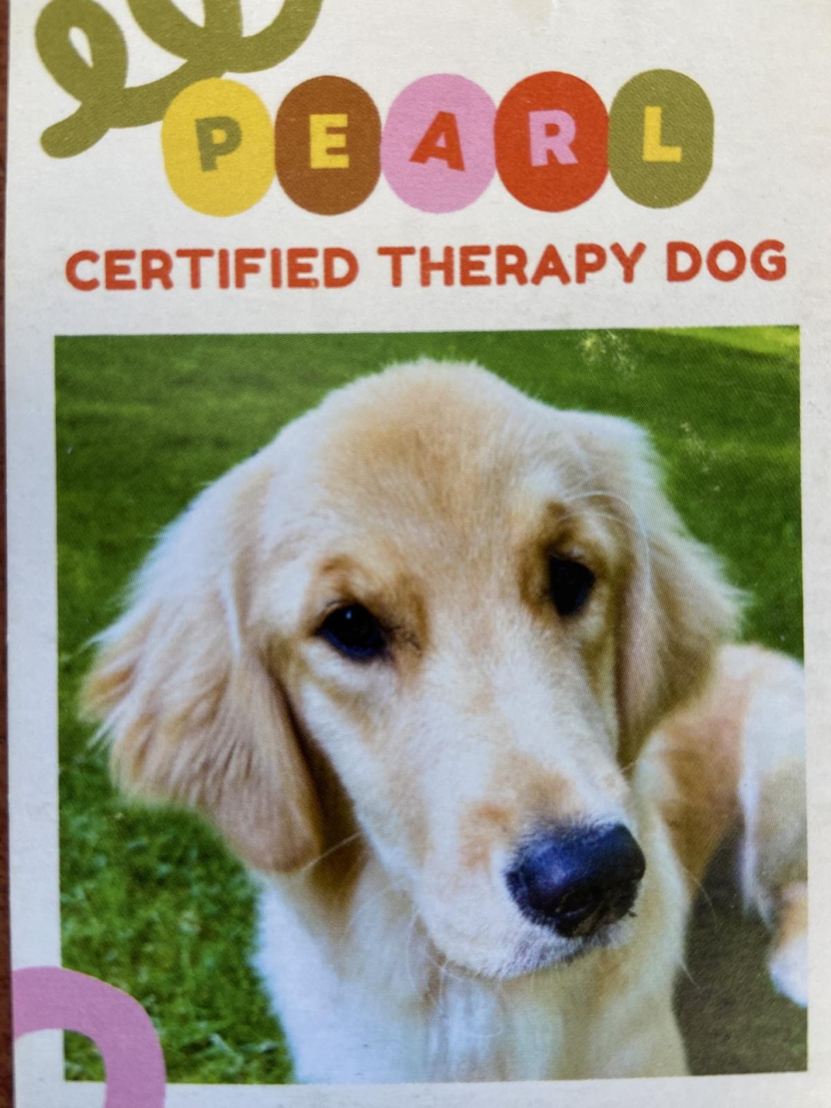 Pearl the certified therapy golden retriever