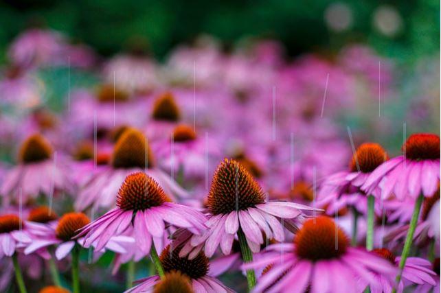 purple coneflowers with rain drops